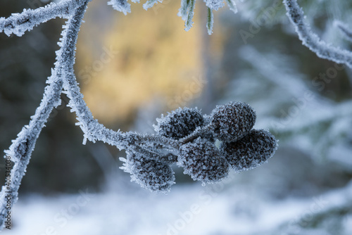 delle splendide formazioni di cristalli di ghiaccio su particolari pigne di a...