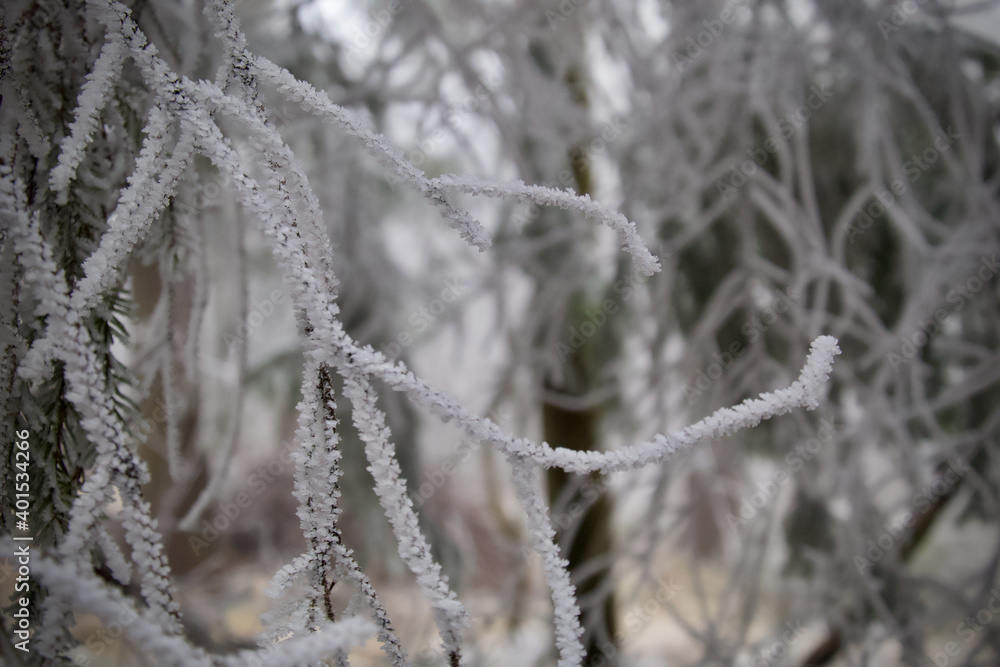 tree branches covered with frost