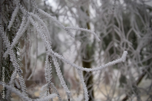 tree branches covered with frost © tmartinek