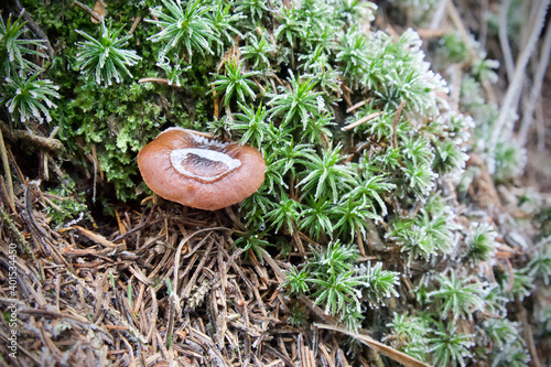 small mushroom in the mountains in winter