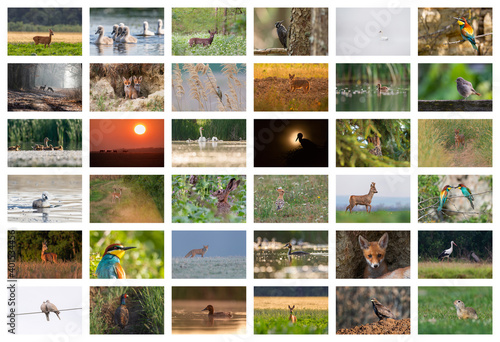 Fototapeta Naklejka Na Ścianę i Meble -  Collage with different wild animals from Timis County,Romania	