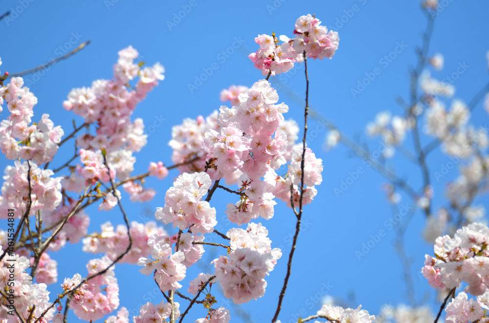 三重県伊勢市　宮川堤の桜