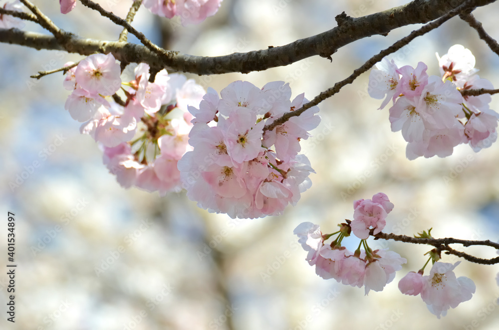 Obraz premium 三重県伊勢市 宮川堤の桜