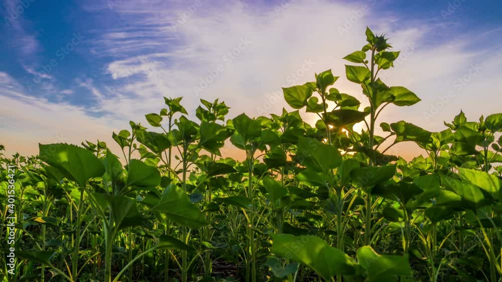 Beautiful Cloudy Dawn over the Field of Sunflowers. Time Lapse. 4K.
Beautiful Cloudy Dawn over the Field of Sunflowers. Time Lapse. 4K.
