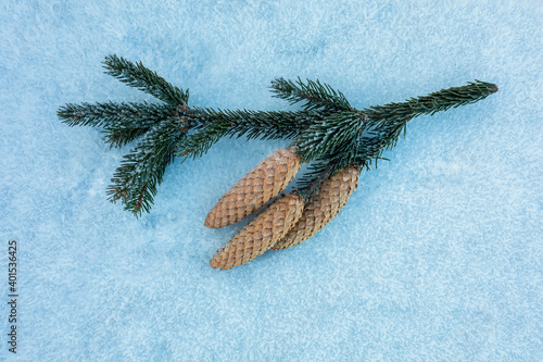 natural winter background with branch firs with cones are covered with shiny ...