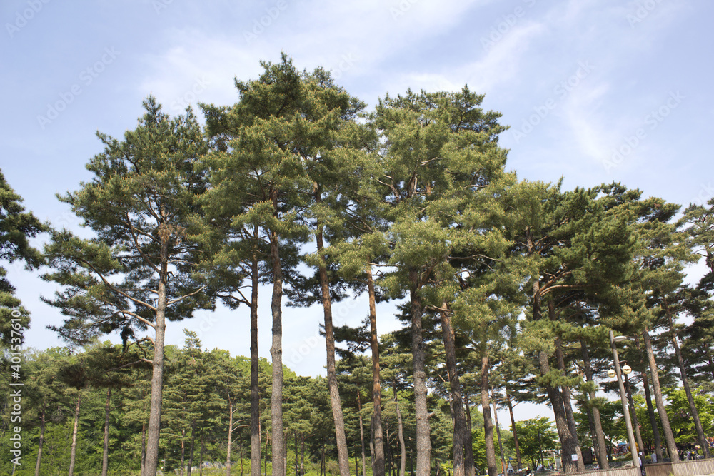 Fototapeta premium Square and pine in the park