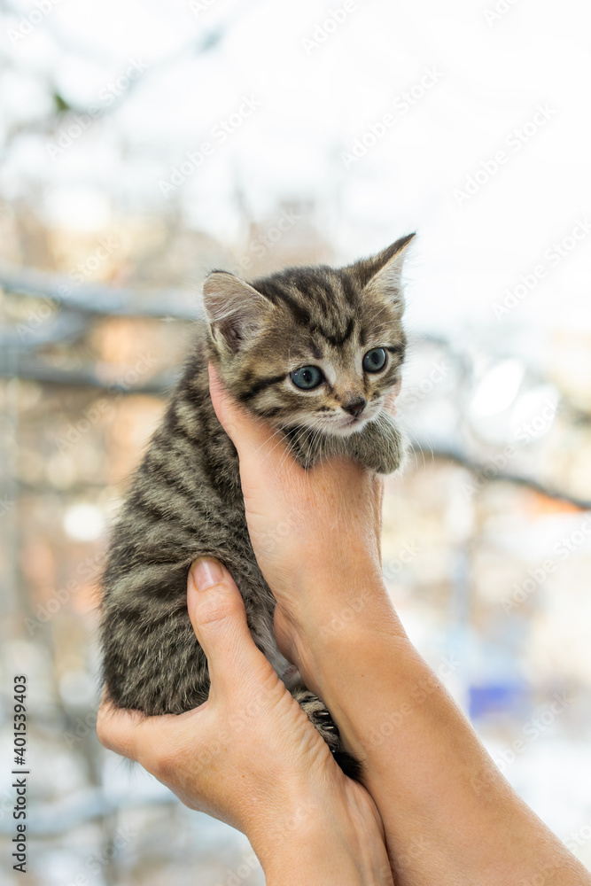 Little tabby kitten in his hands Little tabby kitten in his hands