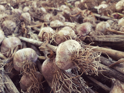 Garlic harvest, growing vegetable, agriculture background