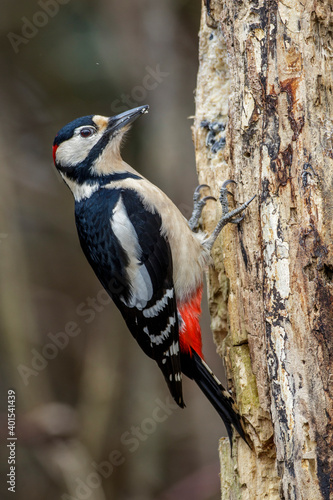 Buntspecht (Dendrocopos major) Männchen