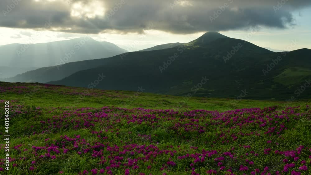 Time lapse of beautiful sunset with rhododendron flowers covered mountains meadow in summer time. Beauty light with sunbeams glowing on a foreground. UHD 4k video Time lapse of beautiful sunset with rhododendron flowers covered mountains meadow in summer time. Beauty light with sunbeams glowing on a foreground. UHD 4k video