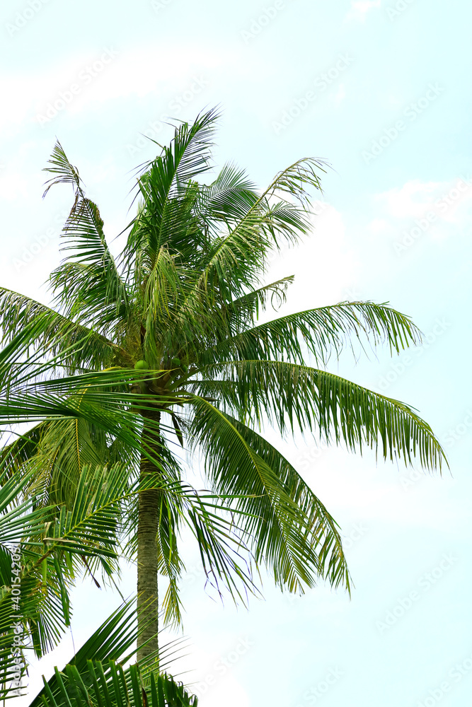Tall Coconut Palm Tree against Blue Sky