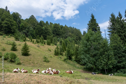 Troupeau de vaches en alpage © MARC MEINAU