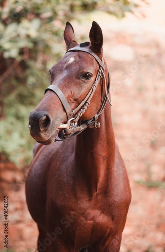 portrait of a horse