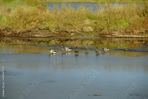 Some birds at the salt marshes of Guérande. December 2020.