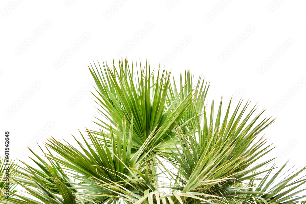 palm leaves on isolated on white background. palm leaves on isolated on white background.