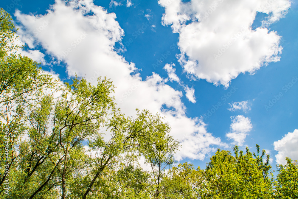Fototapeta premium background of tree tops on a background of blue sky with clouds. Good weather.