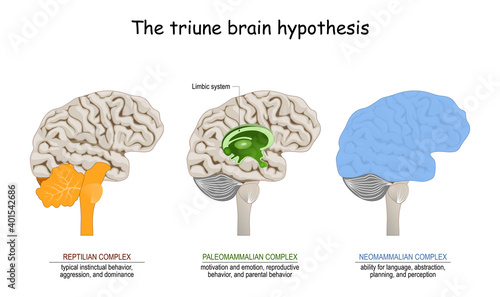 Tela triune brain hypothesis. theory about evolution of human's brain