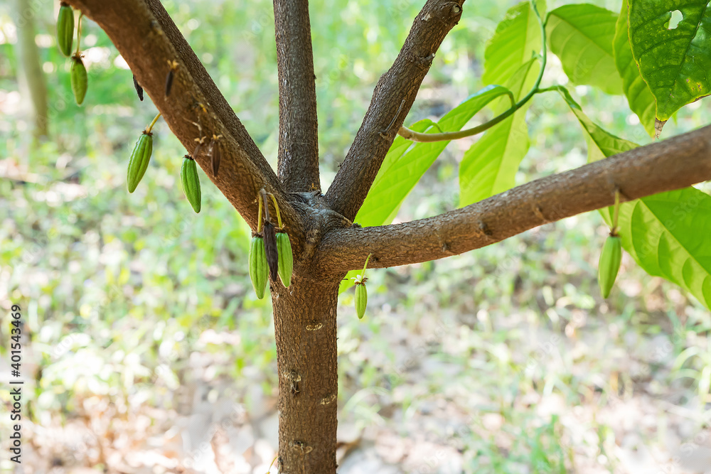 The growing cacao has five branches called (jorquette), the nature of the cocoa that is going to yield to farmers. The growing cacao has five branches called (jorquette), the nature of the cocoa that is going to yield to farmers.
