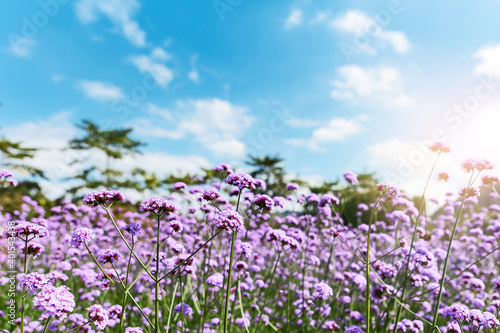 Blooming Verbena field is a purple flower, The meaning of this flower is the happiness of everyone in the family. Besides, Verbena is also another meaning. Please pray for me.