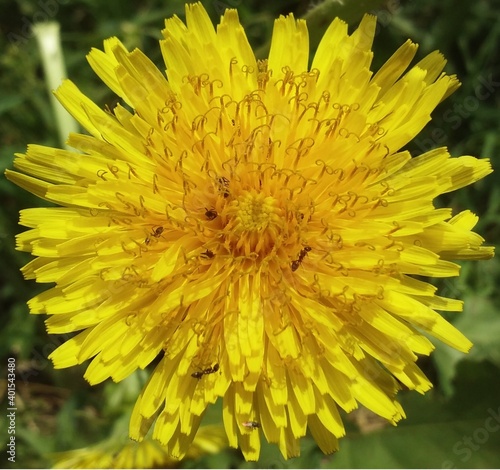yellow flower of a dandelion with ants