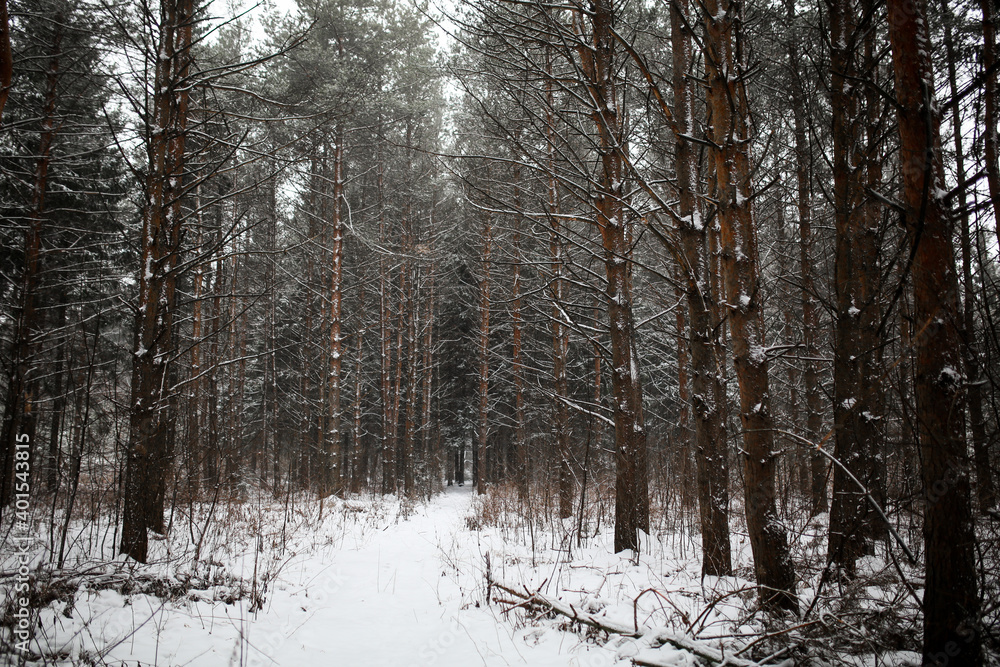 winter in a pine forest