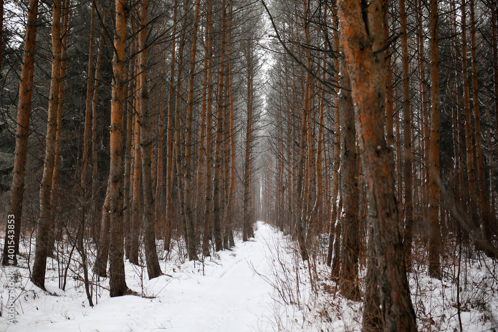 winter in a pine forest winter in a pine forest
