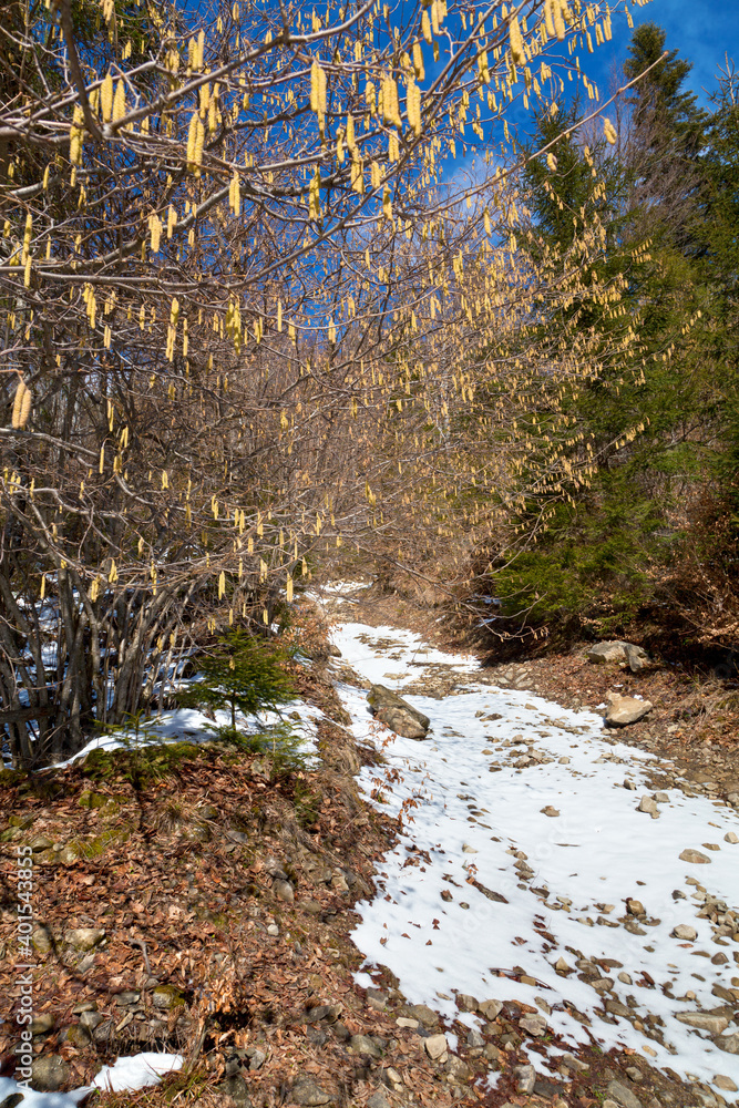 Blooming nut tree in the forest, patch of melting snow in the foreground. Ukraine, Carpathians. Blooming nut tree in the forest, patch of melting snow in the foreground. Ukraine, Carpathians.