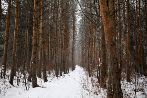winter in a pine forest