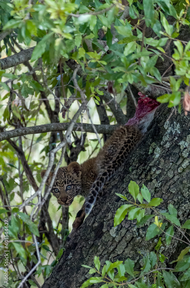 Image of a young leopard cub with his prey in a tree Image of a young leopard cub with his prey in a tree