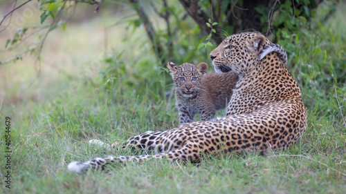 Image of a young leopard cub