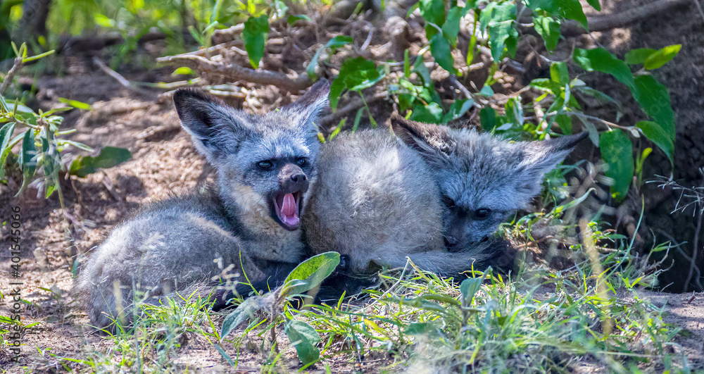 Acouple of African foxes waiting for the morning sun to heat them up. Acouple of African foxes waiting for the morning sun to heat them up.