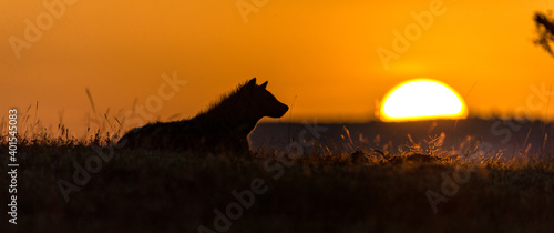 African animals at sunrise photo