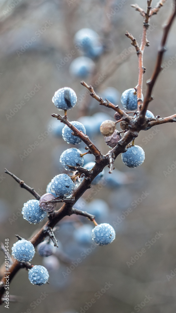 Blue blackthorn berries on a bush in autumn after rain. Water drops on blue berries. Blue blackthorn berries on a bush in autumn after rain. Water drops on blue berries.