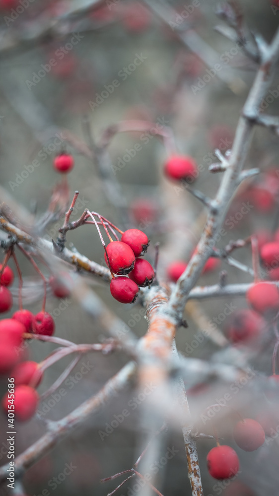 Beautiful bright red berries of hawthorn in late autumn. The photo was taken with an old manual Soviet lens. Beautiful bright red berries of hawthorn in late autumn. The photo was taken with an old manual Soviet lens.