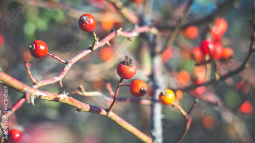 Beautiful wild rose hips in late autumn. Shooting with a Soviet manual lens.