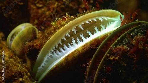 Mediterranean mussel (Mytilus galloprovincialis). Mass settlement, medium shot. Black Sea