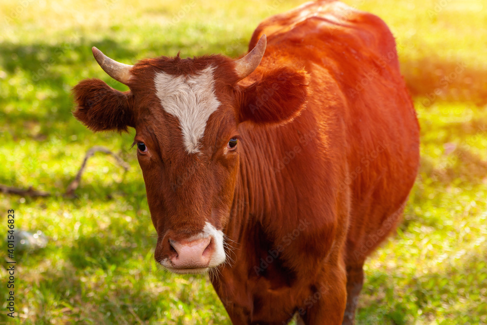A curious cow looks into the camera lens. Red-haired cute cow on a green background. Year of the Ox. A curious cow looks into the camera lens. Red-haired cute cow on a green background. Year of the Ox.