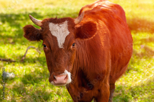 A curious cow looks into the camera lens. Red-haired cute cow on a green background. Year of the Ox. © Ilmar