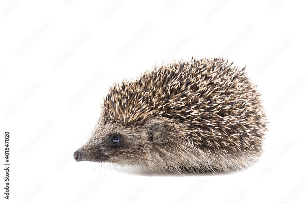 Hedgehog isolate on white background... Hedgehog isolate on white background...