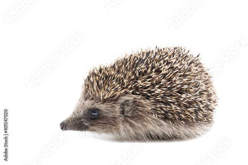 Hedgehog isolate on white background...
