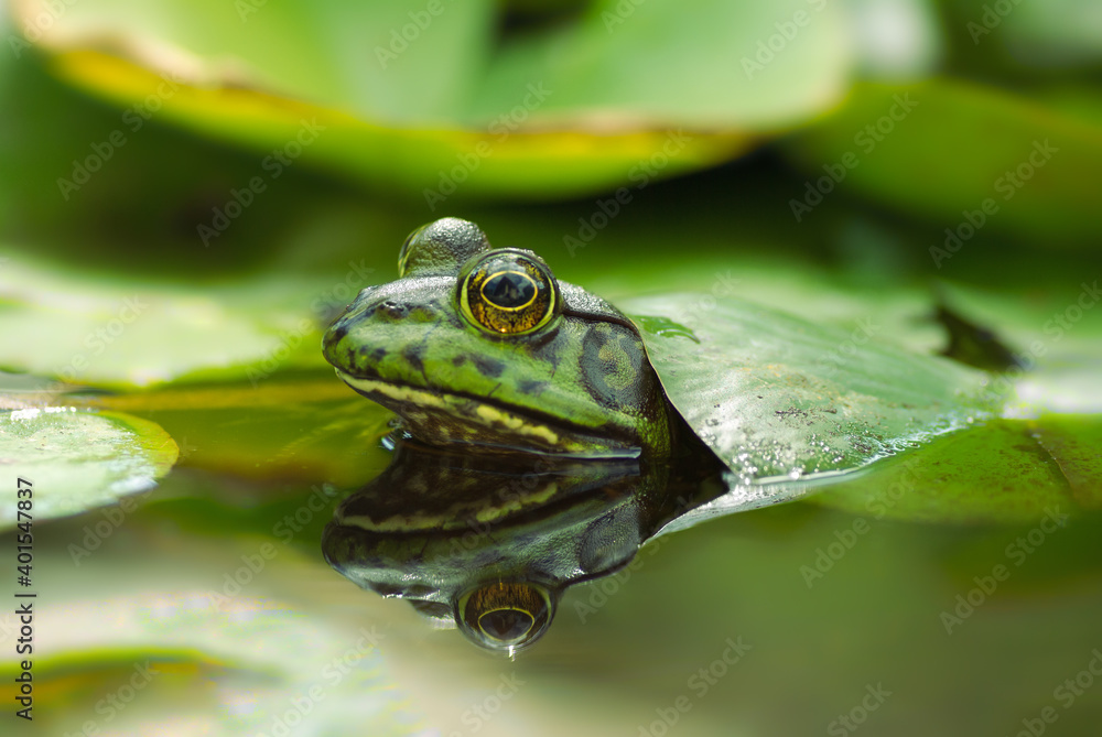 Image of an American Bullfrog in a lilly pond. Image taken in Southern California. Image of an American Bullfrog in a lilly pond. Image taken in Southern California.