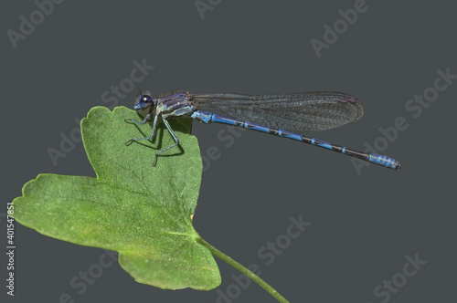 Fotografie Close up image of a damselfly perched on a leaf isolated agains a gray background