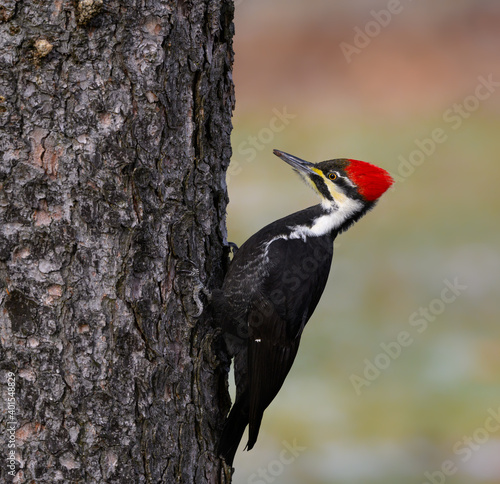 Female Pileated Woodpecker on Tree Trunk in Fall, Portrait
