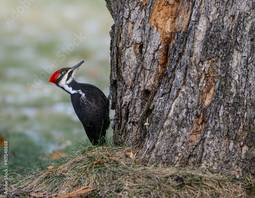 Female Pileated Woodpecker on Tree Trunk in Fall, Portrait