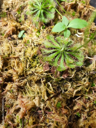 close up of a plant