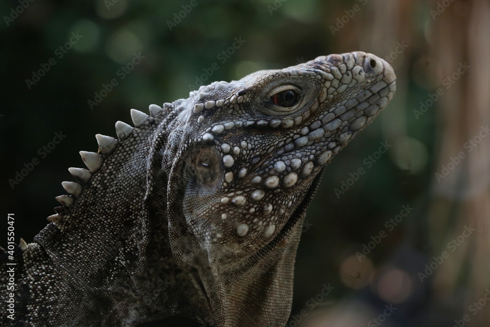 Obraz premium iguana 