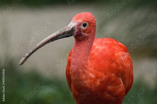 scarlet ibis bird