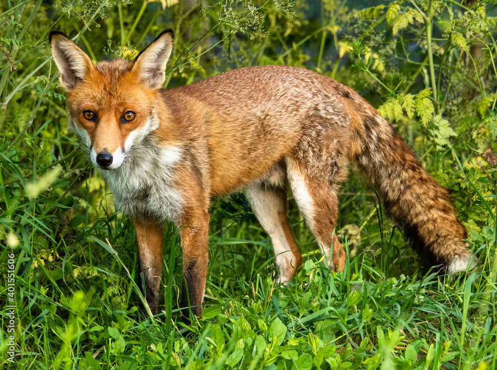 Fox in meadow 9976