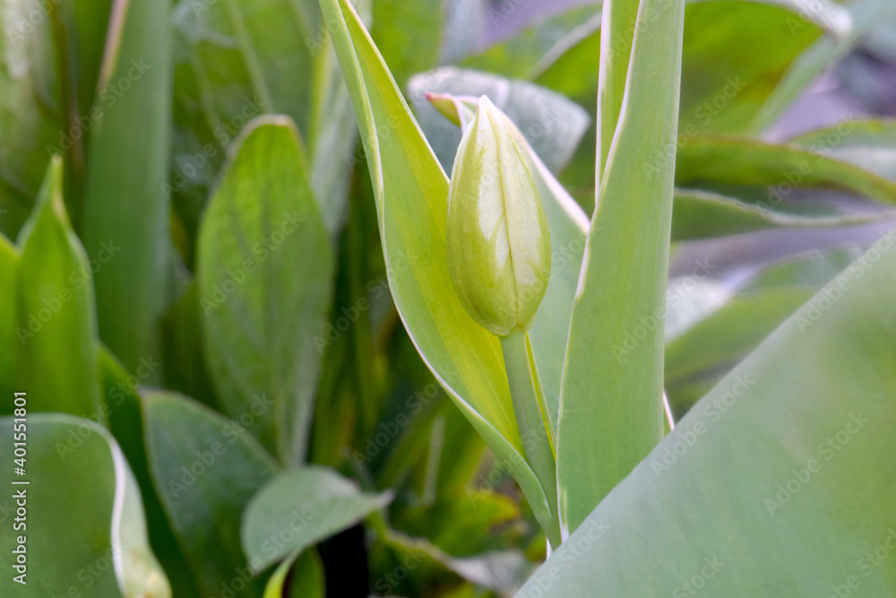 Fototapeta premium Tulip Emperor 01