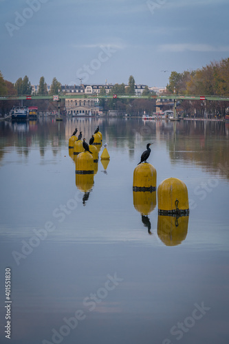 Paris, France - 11 07 2020: Reflections on Bassin de la Villette of great black cormorants on resting yellow buoys